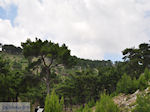 Bossen op Chios - Eiland Chios